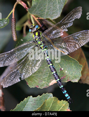 Detaillierte Makro Bild einer männlichen südlichen Hawker-Libelle (Aeshna Cyanea, auch bekannt als blaue Hawker) Stockfoto