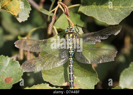 Detaillierte Makro Bild einer männlichen südlichen Hawker-Libelle (Aeshna Cyanea, auch bekannt als blaue Hawker) Stockfoto