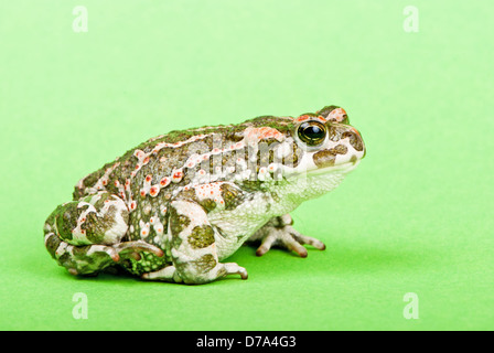 Bufo Viridis. Grüne Kröte auf grünem Hintergrund. Studio-Makro erschossen. Stockfoto