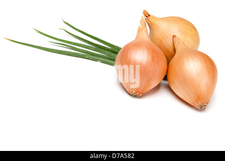 Frische Zwiebeln Zwiebel auf weißem Hintergrund Stockfoto