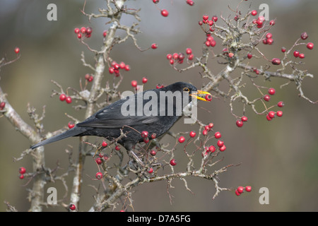 Amsel Turdus merula Stockfoto