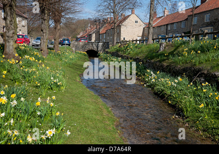 Narzissen gelbe Blüten neben dem Fluss Beck im Frühjahr Helmsley North Yorkshire England Großbritannien Großbritannien Großbritannien Großbritannien Großbritannien Großbritannien Großbritannien Großbritannien Großbritannien Großbritannien Großbritannien Stockfoto