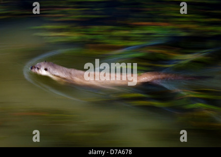 Männliche eurasische Fischotter Lutra Lutra Baden im Fluss Margen Surrey England Stockfoto