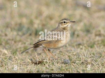 Paddyfield Pieper - Anthus rufulus Stockfoto