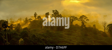 Nebel über Tiefland Dipterocarp Regenwald Wellen Sonnenlicht kurz nach Sonnenaufgang Danum Valley Sabah State Insel Borneo Malaysia Stockfoto