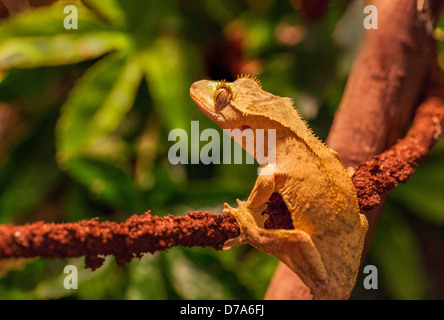 Nahaufnahme eines auf einem Ast thronenden Haubengecko (Correlophus ciliatus) mit markantem Fransenwappen, großen Augen und weicher, strukturierter Haut. Stockfoto