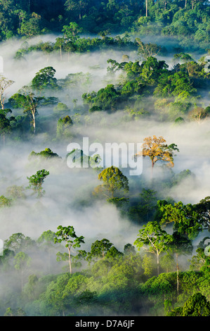 Nebel über Tiefland Dipterocarp Regenwald kurz nach Sonnenaufgang Danum Valley Conservation Area Sabah State Insel Borneo Malaysia Stockfoto