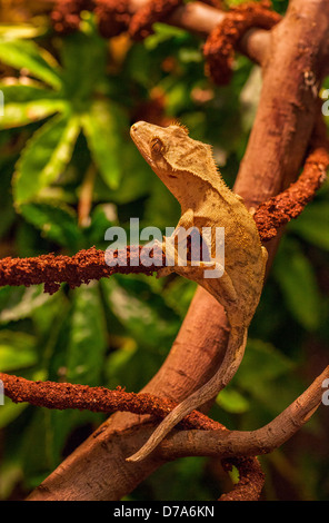 Crested Gecko, auch bekannt als Wimpern Gecko, neue Caledonian Gecko Stockfoto