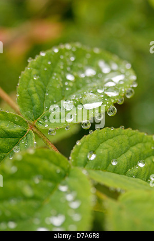 Tröpfchen auf Blatt der Rose. Stockfoto