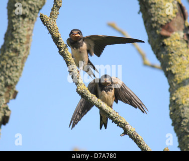 Zwei Jugendliche Rauchschwalbe (Hirundo Rustica) posiert auf einem Ast und rief für Lebensmittel Stockfoto