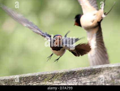 Ausführlichen nah oben von zwei Rauchschwalbe im Flug (Hirundo Rustica) im Angriff-Modus Stockfoto