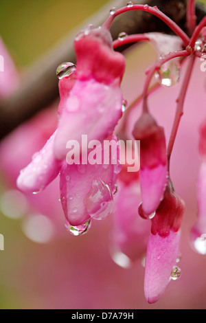 Tröpfchen in rosa Blume. Judasbaum. Cercis Siliquastrum. Stockfoto
