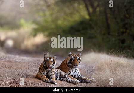 Ein Tiger-Familie im Ranthambhore National Park Stockfoto