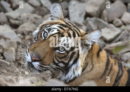 Porträt einer jungen Tigerin im Ranthambhore National Park Stockfoto