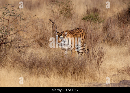 Eine junge Tigerin Spaziergänge in dem Rasen des Ranthambhore Tiger Reserve Stockfoto