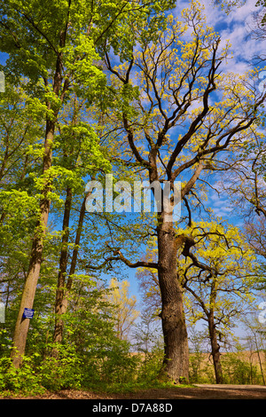 Laubwald Bäume im Frühling. Stockfoto
