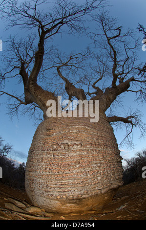 Flasche Baobab Affenbrotbäume Rubrostipa über 3000 Jahre alt am Lac Tsimanampetsotsa Nationalpark Madagaskar Stockfoto