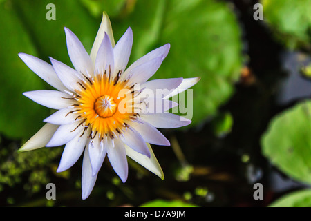 Hautnah weiße Lotus mit gelben Staubgefäßen Stockfoto