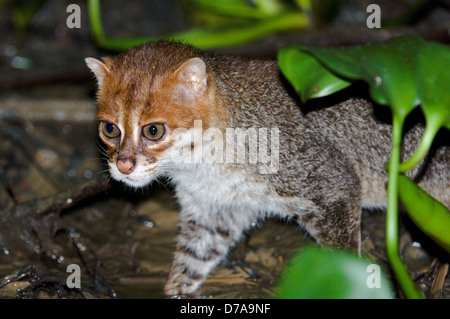 Plattköpfig Katze Felis Planiceps Jagd Frösche im Fluss Margen bei Nacht Menanggul Fluss Sabah State Insel Borneo Malaysia Stockfoto