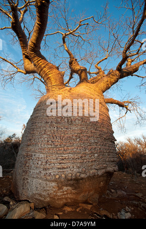 Flasche Baobab Affenbrotbäume Rubrostipa über 3000 Jahre alt am Lac Tsimanampetsotsa Nationalpark Madagaskar Stockfoto