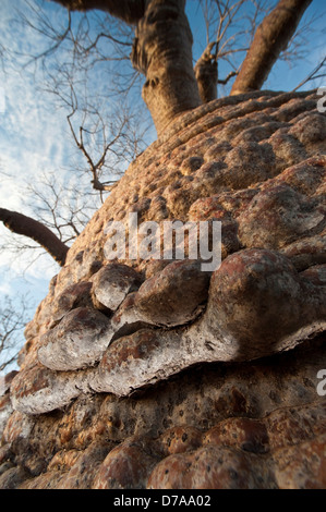 Flasche Baobab Affenbrotbäume Rubrostipa über 3000 Jahre alt am Lac Tsimanampetsotsa Nationalpark Madagaskar Stockfoto