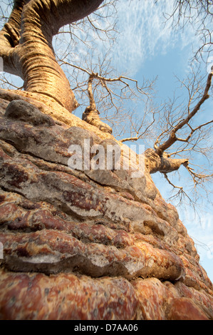 Flasche Baobab Affenbrotbäume Rubrostipa über 3000 Jahre alt am Lac Tsimanampetsotsa Nationalpark Madagaskar Stockfoto