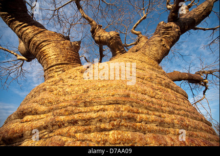 Flasche Baobab Affenbrotbäume Rubrostipa über 3000 Jahre alt am Lac Tsimanampetsotsa Nationalpark Madagaskar Stockfoto