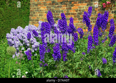 Rittersporn blüht. Stockfoto