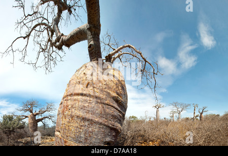 Flasche Baobab Affenbrotbäume Rubrostipa in stacheligen Wald Lac Tsimanampetsotsa Nationalpark Madagaskar Stockfoto