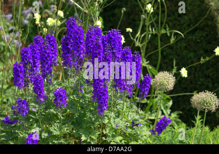 Tiefblaue Rittersporn im Sommergarten. Stockfoto