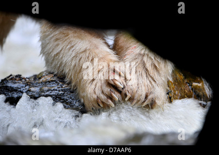 Vorderpfoten Erwachsenen Kermode bear Ursus Americanus Kermodei weißen Morph Schwarzbär in Stream Angeln Lachs Gribbell große Insel Stockfoto