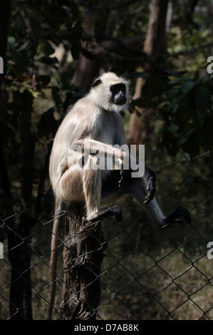 Hanuman-Languren-Affen sitzt auf einem Zaun Pfosten Arme auf Knien entspannend Stockfoto