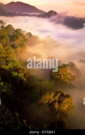 Sunrise-Nebel über Tiefland Dipterocarp Regenwald Danum Valley Sabah State Insel Borneo Malaysia Stockfoto