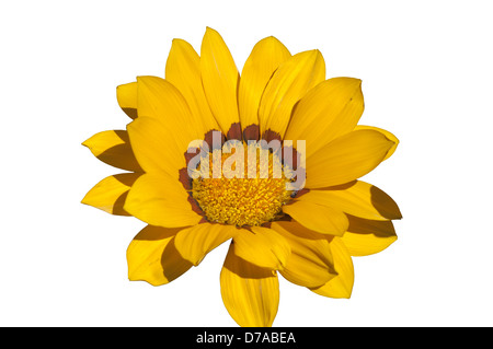 Gelbe Gazanien Gazanias Stockfoto