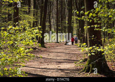 Micheldever, Hampshire, UK. 2. Mai 2013 - ein paar genießen Sie einen Spaziergang in Micheldever Wood bei sonnigen Wetter im Süden von England.  Bildnachweis: Rob Arnold/Alamy Live-Nachrichten Stockfoto