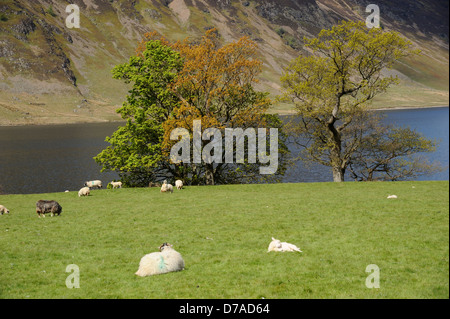 Blick vom Rannerdale über Crummock Wasser im Frühling mit Schafen, Bäume und Loweswater fiel am fernen Ufer Stockfoto