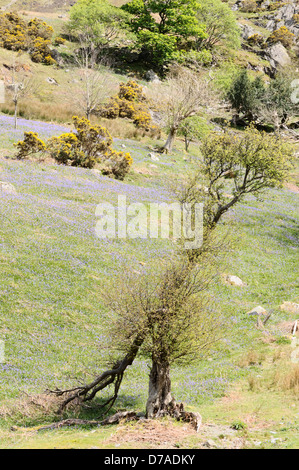 Teilweise umgestürzten Baum, Ginster-Büsche und Bereich der massierten Glockenblumen in Rannerdale, "Lake District" Stockfoto