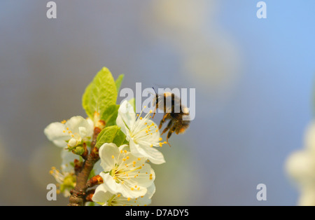 Bumble Bee-Landung auf einer Blume Stockfoto