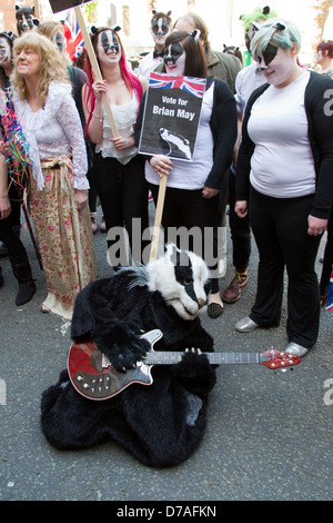 Ein Flashmob der ca. 50 Personen gekleidet wie Dachse, Brian Mays Song außerhalb der DEFRA-Büros in Smith Square in London tanzten Stockfoto