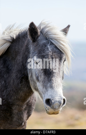 Dartmoor Pony, Dartmoor National Park, England, UK Stockfoto