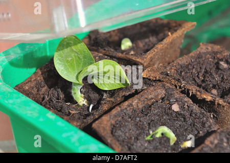 keimende Sämlinge in biologisch abbaubare Töpfe in ein kleines Gewächshaus Stockfoto