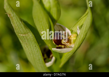 Wilde Biene Orchidee, Ophrys Apifera in Blüte. Andalusien, Spanien. Stockfoto