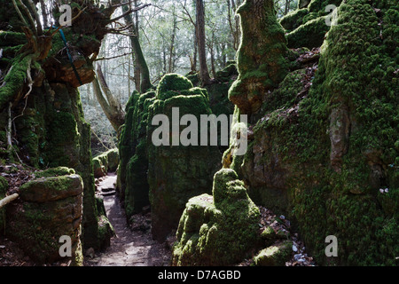 PuzzleWood, Lollapalooza, Wald des Dekans, Gloucestershire Stockfoto