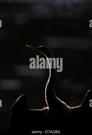 Portrait der Schlange Vogel im Keoladeo National Park, Bharatpur, Rajasthan, Indien beleuchtet zurück Stockfoto