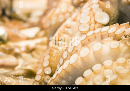 frischer Tintenfisch auf Bujeon Markt von Busan, Südkorea. Stockfoto