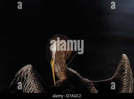 Portrait der Schlange Vogel im Keoladeo National Park, Bharatpur, Rajasthan, Indien Stockfoto