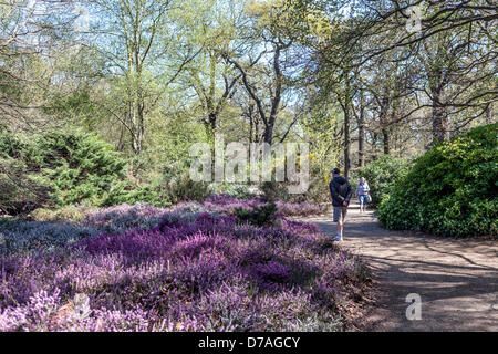 Isabella Plantation, Richmond Park, größere London, UK 1. Mai 2013. Frühling kommt in London nach einem langen, kalten Winter. Menschen genießen den gefleckten Sonnenschein unter den neuen grünen Blättern der Bäume. Bildnachweis: Eden Breitz/Alamy Live-Nachrichten Stockfoto