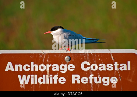 Küstenseeschwalbe auf Zeichen einer Wildlife Refuge in Alaska Stockfoto