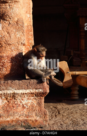 Eine rhesus Makaken (Macaca mulatta) spielt mit seinem Schwanz an der Virupaksha Temple, Hampi, Karnataka, Indien Stockfoto