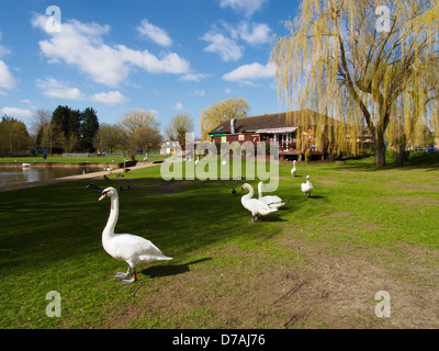 Höckerschwäne und Café im Riverside Park St Neots Cambridgeshire Stockfoto